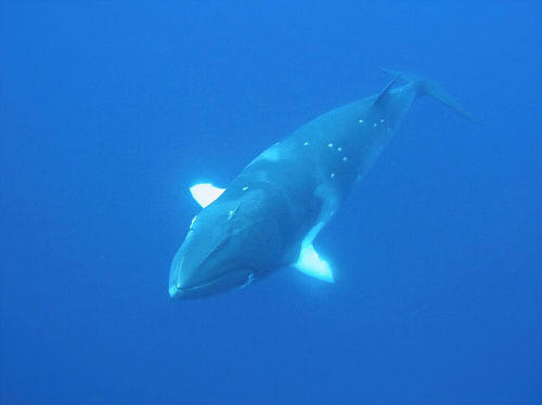 Minke whale near Great Barrier Reef